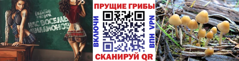 Галлюциногенные грибы Magic Shrooms shop наркотические препараты Чапаевск
